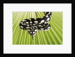 Jungle Carpet Python by Anonymous