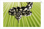 Jungle Carpet Python by Anonymous