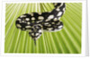 Jungle Carpet Python by Anonymous