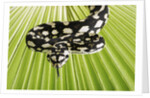 Jungle Carpet Python by Anonymous