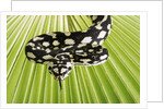 Jungle Carpet Python by Anonymous
