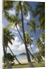 Palm Trees, Lambert Beach, Tortola, British Virgin Islands by Anonymous