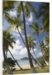 Palm Trees, Lambert Beach, Tortola, British Virgin Islands by Anonymous
