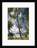 Palm Trees, Lambert Beach, Tortola, British Virgin Islands by Anonymous