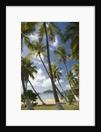 Palm Trees, Lambert Beach, Tortola, British Virgin Islands by Anonymous