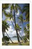 Palm Trees, Lambert Beach, Tortola, British Virgin Islands by Anonymous