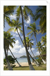 Palm Trees, Lambert Beach, Tortola, British Virgin Islands by Anonymous