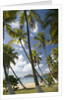 Palm Trees, Lambert Beach, Tortola, British Virgin Islands by Anonymous