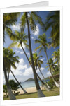 Palm Trees, Lambert Beach, Tortola, British Virgin Islands by Anonymous