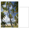 Palm Trees, Lambert Beach, Tortola, British Virgin Islands by Anonymous