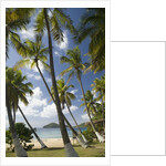 Palm Trees, Lambert Beach, Tortola, British Virgin Islands by Anonymous