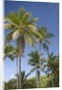 Palm Trees, Lambert Beach, Tortola, British Virgin Islands by Anonymous