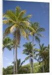 Palm Trees, Lambert Beach, Tortola, British Virgin Islands by Anonymous