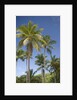 Palm Trees, Lambert Beach, Tortola, British Virgin Islands by Anonymous