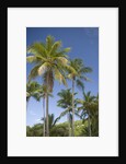 Palm Trees, Lambert Beach, Tortola, British Virgin Islands by Anonymous