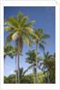 Palm Trees, Lambert Beach, Tortola, British Virgin Islands by Anonymous