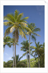 Palm Trees, Lambert Beach, Tortola, British Virgin Islands by Anonymous