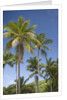 Palm Trees, Lambert Beach, Tortola, British Virgin Islands by Anonymous