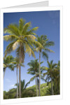Palm Trees, Lambert Beach, Tortola, British Virgin Islands by Anonymous