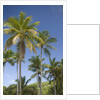 Palm Trees, Lambert Beach, Tortola, British Virgin Islands by Anonymous