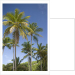 Palm Trees, Lambert Beach, Tortola, British Virgin Islands by Anonymous