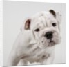English Bulldog Puppy by Anonymous