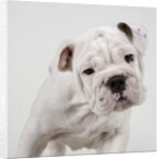 English Bulldog Puppy by Anonymous