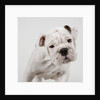 English Bulldog Puppy by Anonymous