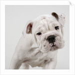 English Bulldog Puppy by Anonymous