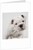 English Bulldog Puppy by Anonymous