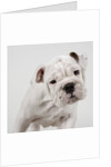 English Bulldog Puppy by Anonymous