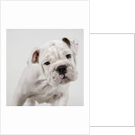 English Bulldog Puppy by Anonymous
