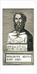 Portrait of Herodotus by Andre Thevet