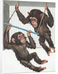 Illustration of Two Chimps Playing by Anonymous