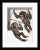 Illustration of Two Chimps Playing by Anonymous
