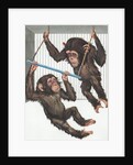 Illustration of Two Chimps Playing by Anonymous