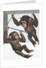 Illustration of Two Chimps Playing by Anonymous