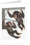 Illustration of Two Chimps Playing by Anonymous