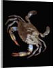 Blue Crab by Anonymous