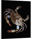 Blue Crab by Anonymous