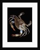 Blue Crab by Anonymous