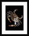 Blue Crab by Anonymous