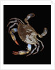 Blue Crab by Anonymous