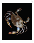 Blue Crab by Anonymous