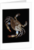 Blue Crab by Anonymous