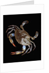 Blue Crab by Anonymous