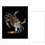 Blue Crab by Anonymous