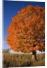 Maple Tree Beside Cornfield by Anonymous