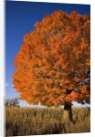 Maple Tree Beside Cornfield by Anonymous