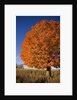 Maple Tree Beside Cornfield by Anonymous